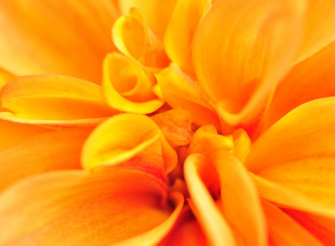 Stock Images macro, flower, orange, 4k, Stock Images 4807015896